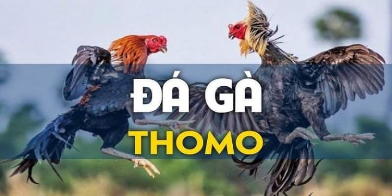 Hiểu rõ đá gà thomo