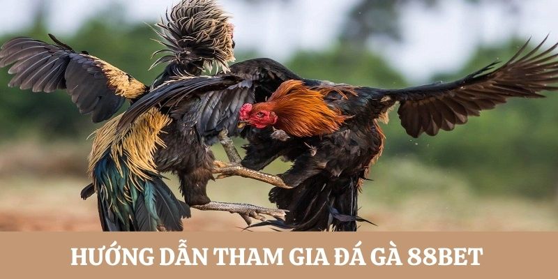 Tham gia đá gà 88BET vô cùng đơn giản, nhanh chóng 