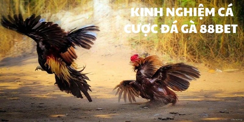 Kinh nghiệm đá gà trực tuyến bất bại từ cao thủ 