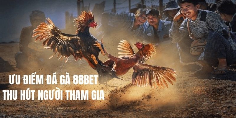 Lý do nào khiến đá gà tại 88BET hấp dẫn thành viên 